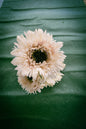 White Flower Hair Clip